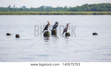 Cormorants on lake Paleostomi Poti Georgia, nature