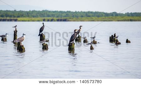 Cormorants and seagulls on lake Paleostomi Poti Georgia.