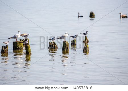 Cormorants and seagulls on lake Paleostomi Poti Georgia.