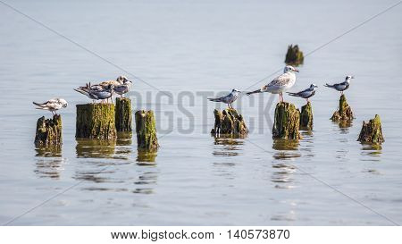 Cormorants and seagulls on lake Paleostomi Poti Georgia.