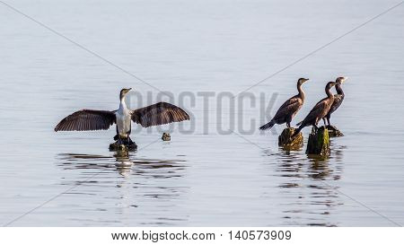 Cormorants on lake Paleostomi Poti Georgia, nature