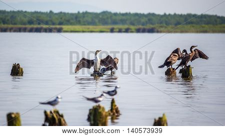 Cormorants and seagulls on lake Paleostomi Poti Georgia.