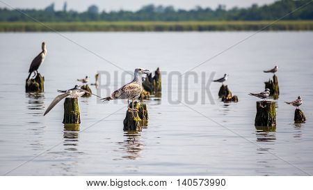 Cormorants and seagulls on lake Paleostomi Poti Georgia.