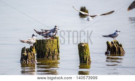 Cormorants and seagulls on lake Paleostomi Poti Georgia.