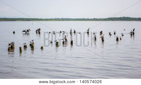 Cormorants and seagulls on lake Paleostomi Poti Georgia.