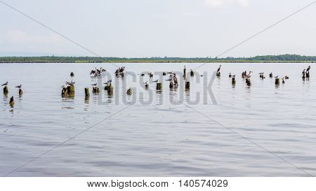 Cormorants and seagulls on lake Paleostomi Poti Georgia.