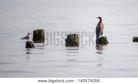 Cormorants on lake Paleostomi Poti Georgia, nature