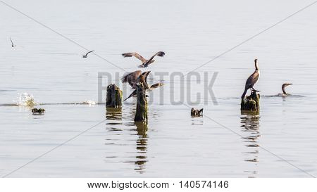 Cormorants and seagulls on lake Paleostomi Poti Georgia.