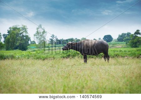 Buffalo Grazing On Green Grass Field.