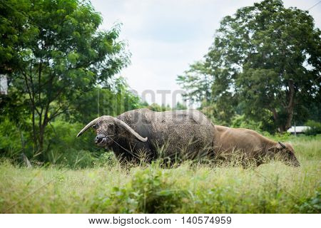 Buffalo Grazing On Green Grass Field.