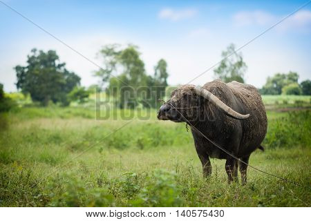 Buffalo Grazing On Green Grass Field.