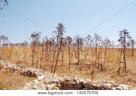 The summer flora and fauna of the Murgia - Basilicata - Italy