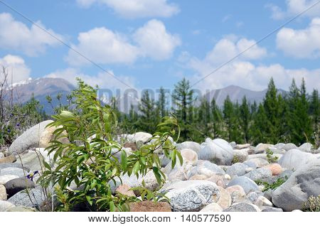 Rocky shore of Irkut River in its beginning. Tunkinskaya valley Buryatia