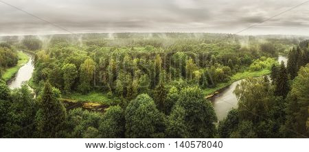 Pinewood after heavy rain during the summer