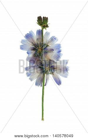 Pressed and dried delicate transparent blue flowers chicory or cichorium. Isolated on white background. For use in scrapbooking floristry (oshibana) or herbarium.