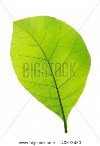 New teak leaf isolated on white background
