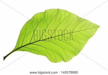 Green teak leaf isolated on white background