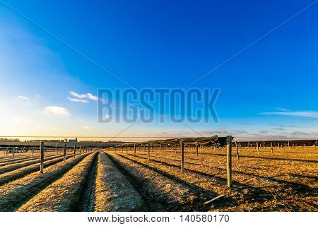 farmland in Wisconsin used for growing rows of ginseng.