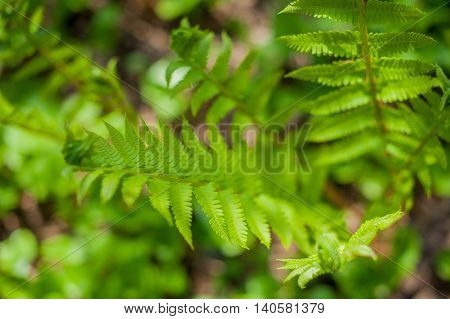 Young Green Fern