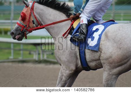race horse thoroughbred mare on the track