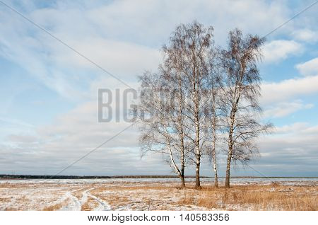 Autumn landscape with birch trees stand alone in the field