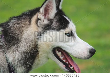 husky dog in the dog park side view