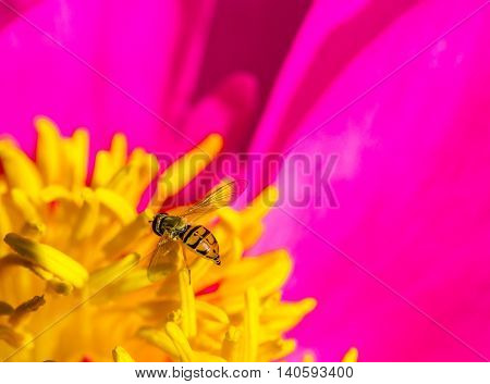 Close-up of a hover fly taking nectar from a peony flower.