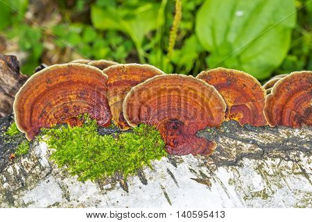 Lenzites birch (lat. Lenzites betulinus) is a mushroom species included in the genus Lenzites (Lenzites) family Polyporaceae (Polyporaceae). Group of mushrooms on a Birch trunk