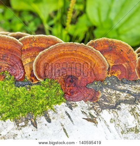 Lenzites birch (lat. Lenzites betulinus) is a mushroom species included in the genus Lenzites (Lenzites) family Polyporaceae (Polyporaceae). Group of mushrooms on a Birch trunk
