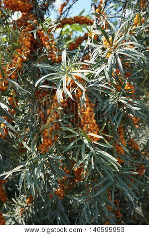 Orange fruits and leaves of sea buckthorn shrub.