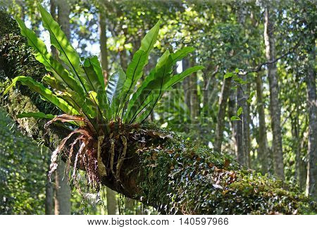 Australian Birdsnest Fern (Asplenium australasicum) growing on a tree in the eastern Australian rainforest.
