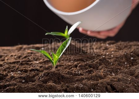 Green young sprouts growing in good brown soil and white flowerpot in man hand on background. New life concept