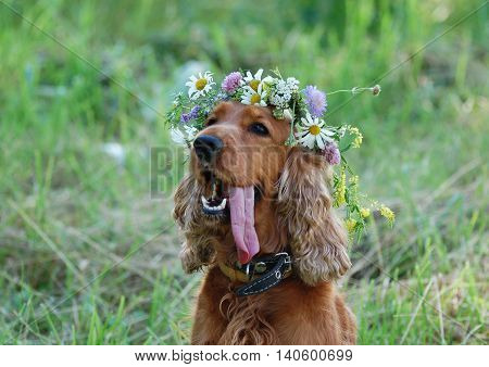 The dog breed English Cocker Spaniel with a wreath of wildflowers on her head