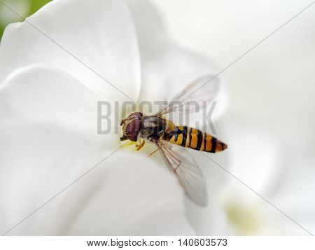 Macro: white Flower with yellow/black striped Fly