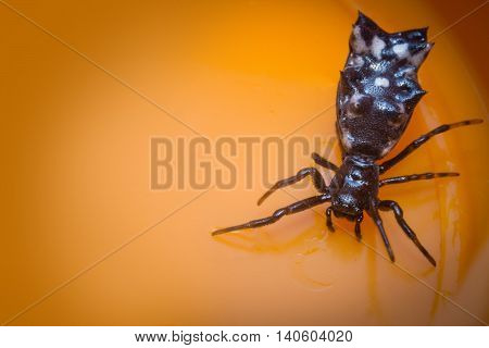Extreme close up macro Spined Micrathena Spider on orange background