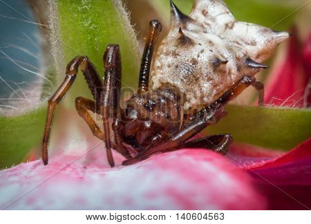 Extreme close up macro Spined Micrathena Spider on pink flower