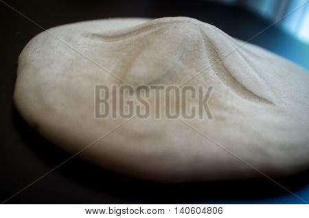 Closeup sand dollar hardened sea shell closeup background