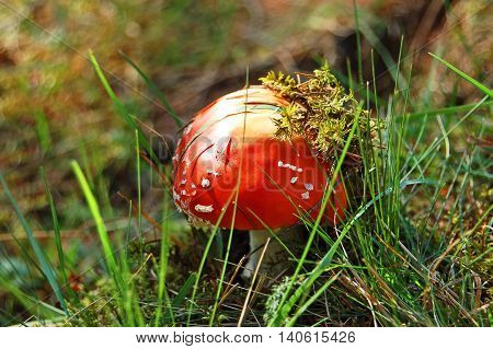 Amanita Muscaria Mushrom