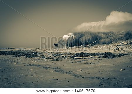 Old style image reflecting the isolation of the region two horses one white one black roam along East Coast beach near Te Araroa New Zealand