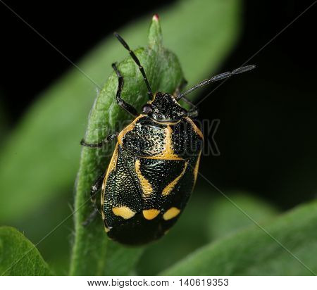 Cabbage bug on dark green background macro close-up
