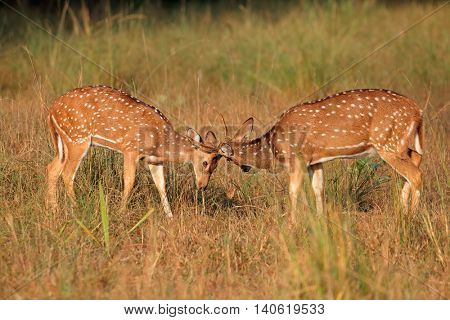 Young male spotted deer or chital (Axis axis) fighting, Kanha National Park, India