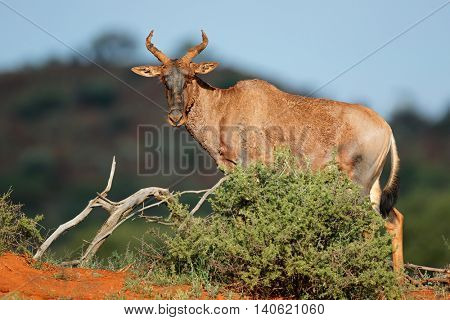 Rare tsessebe antelope (Damaliscus lunatus) in natural habitat, South Africa