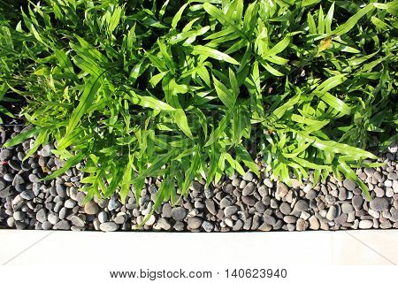 Detail of a modern garden with concrete paving, gray gravel and Microsorum scolopendria also called Wart fern.