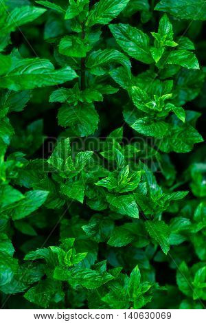 Pepper mint leaves at the nature. Kitchen Mint, Marsh Mint in vegetable garden.