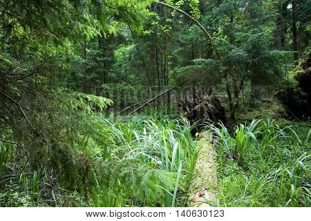 Marshy natural coniferous stand with Sweet Flag in foreground and broken almost declined trees in background, Bialowieza Forest, Poland, Europe
