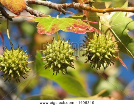 Сладкий Гам