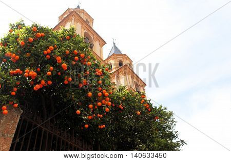 Orange tree in the courtyard of the Catholic Church.