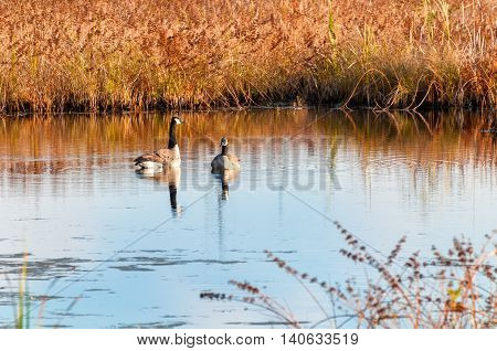 Two Canada geese resting on the water in a Northeast Ohio wetland
