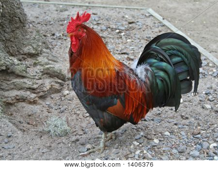 Colorful Rooster