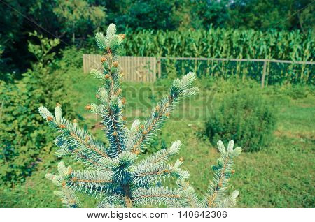 Blue spruce in summer yard in village clseup